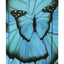 Školská sada Ergo Butterfly II