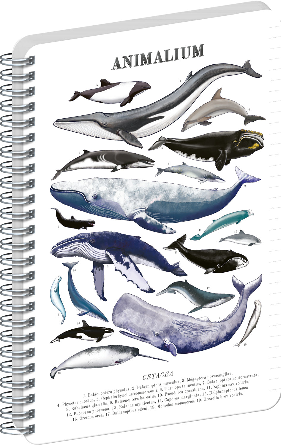 Špirálový blok Animalium – Pod morom, linajkovaný, A4