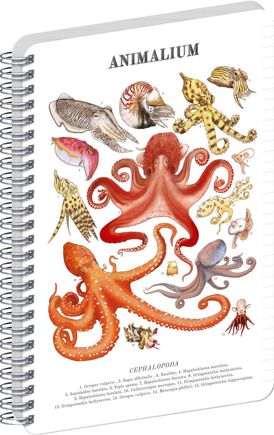 Špirálový blok Animalium – Hlavonožce, linajkovaný, A5