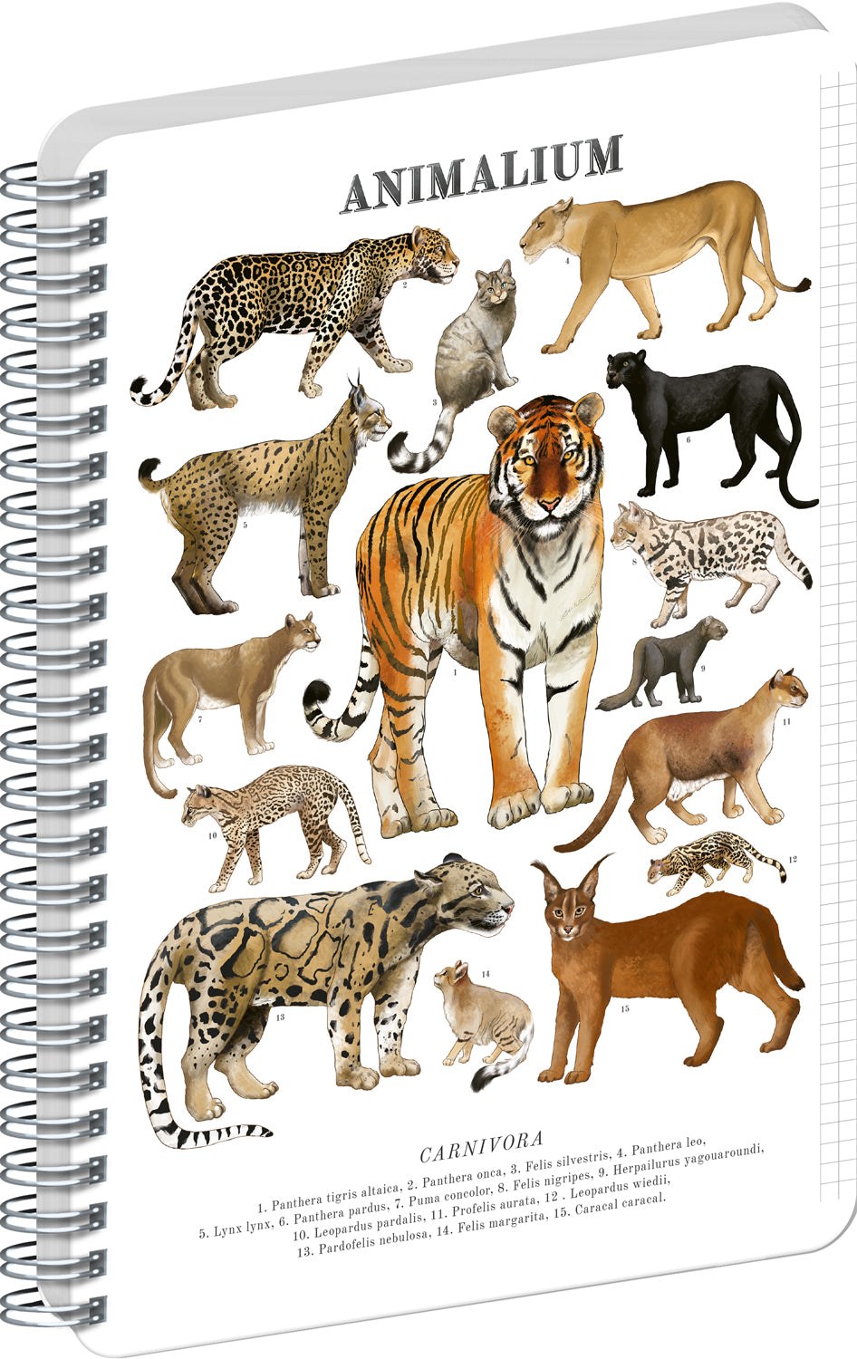 Špirálový blok Animalium – Mačkovité šelmy, štvorčekovaný, A4