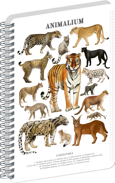 Špirálový blok Animalium – Mačkovité šelmy, štvorčekovaný, A4