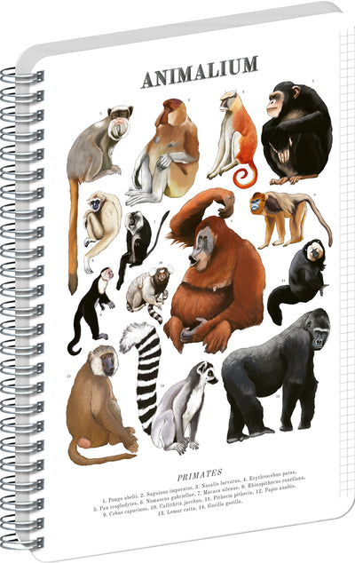 Špirálový blok Animalium – Primáty, štvorčekovaný, A4