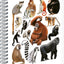 Špirálový blok Animalium – Primáty, štvorčekovaný, A5