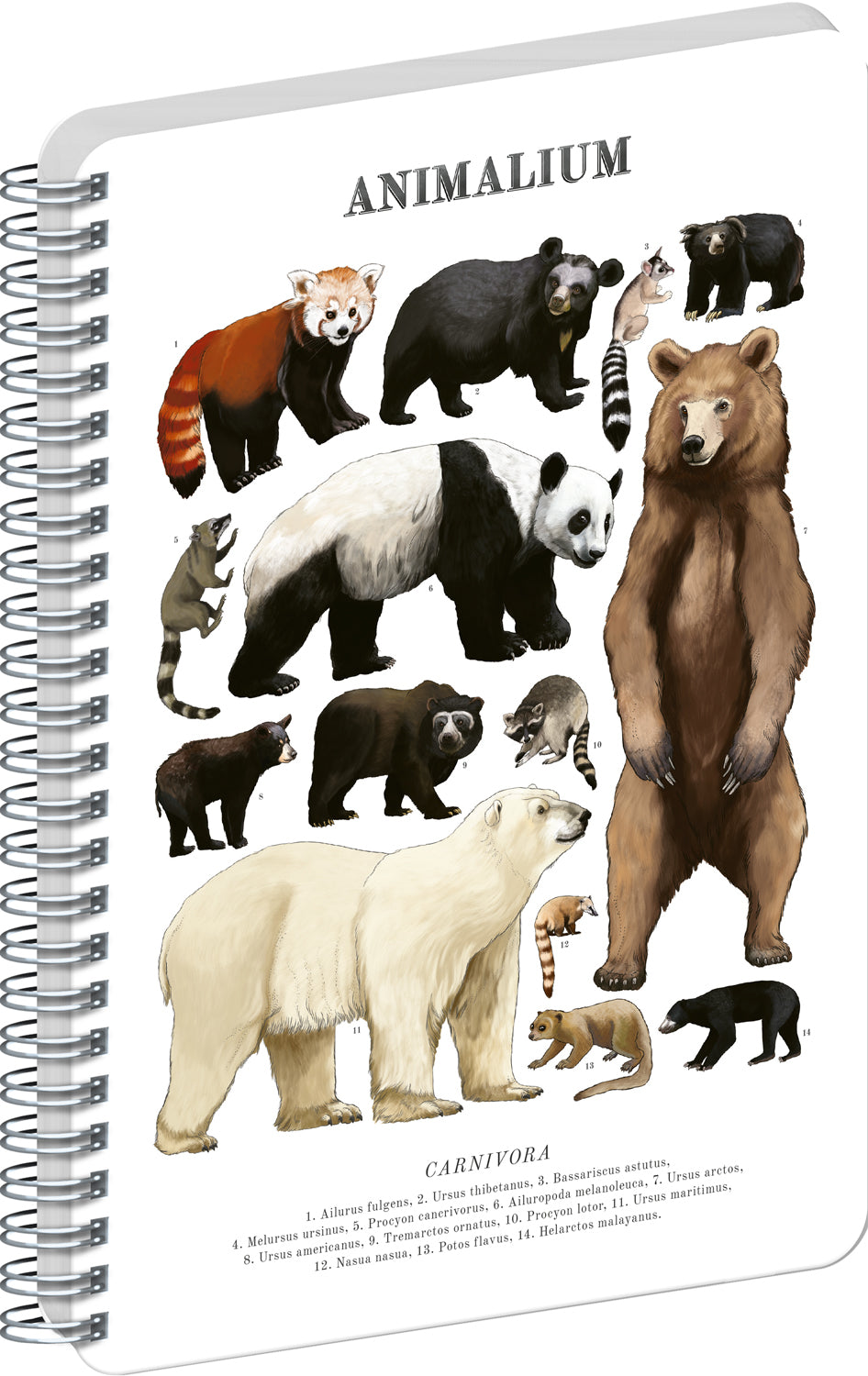 Špirálový blok Animalium – Medveďovité šelmy, čistý, A5