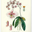 Nástenný kalendár Vintage plagáty – herbár 2027, 33 x 46 cm