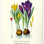 Nástenný kalendár Vintage plagáty – herbár 2027, 33 x 46 cm