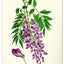 Nástenný kalendár Vintage plagáty – herbár 2027, 33 x 46 cm