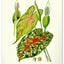 Nástenný kalendár Vintage plagáty – herbár 2027, 33 x 46 cm