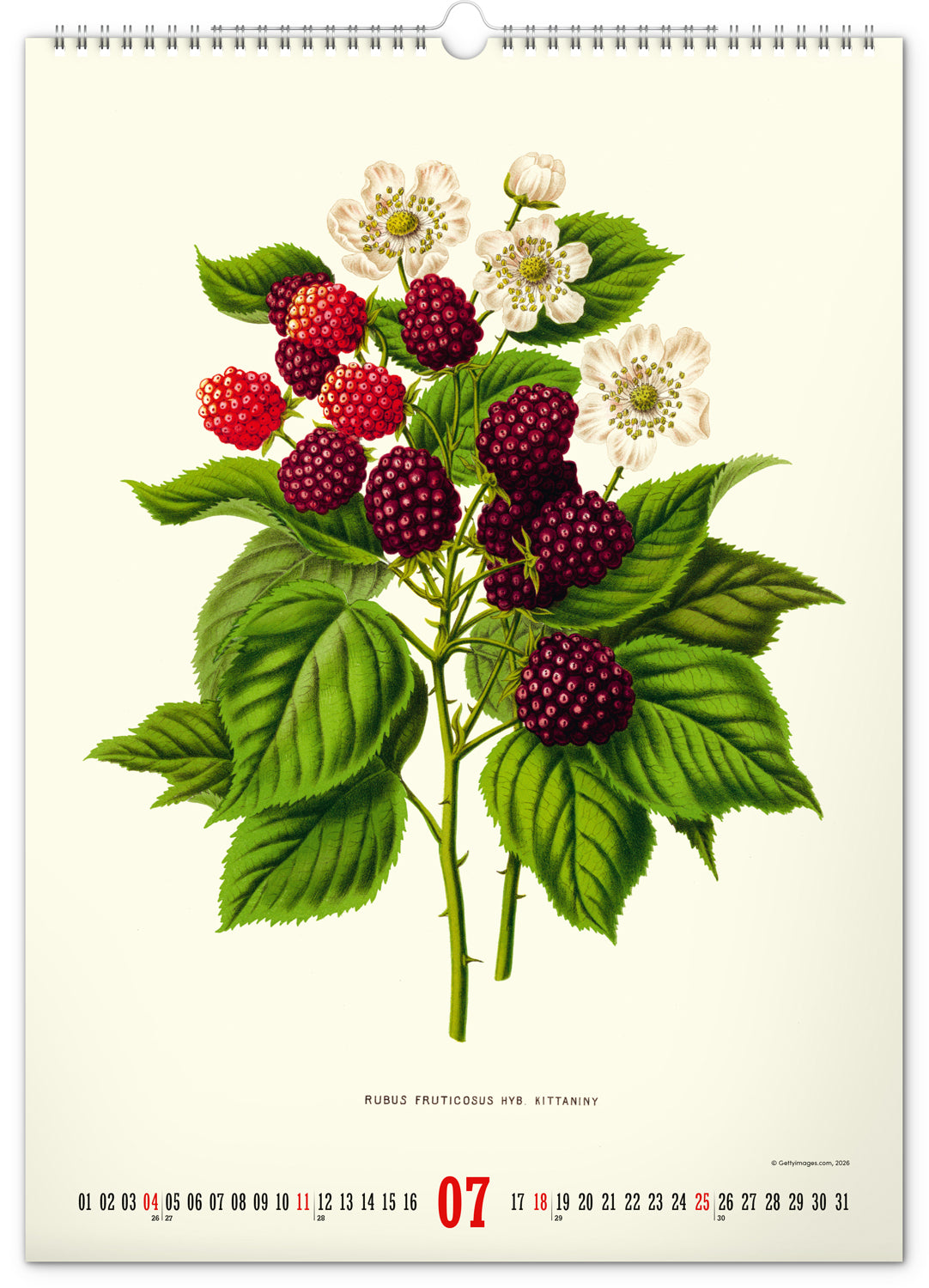 Nástenný kalendár Vintage plagáty – herbár 2027, 33 x 46 cm