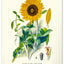 Nástenný kalendár Vintage plagáty – herbár 2027, 33 x 46 cm