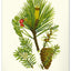 Nástenný kalendár Vintage plagáty – herbár 2027, 33 x 46 cm