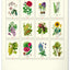 Nástenný kalendár Vintage plagáty – herbár 2027, 33 x 46 cm