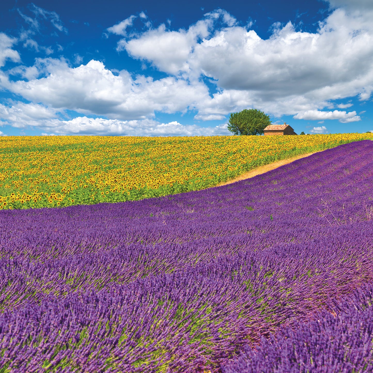 Poznámkový kalendár Provence 2026, 30 x 30 cm