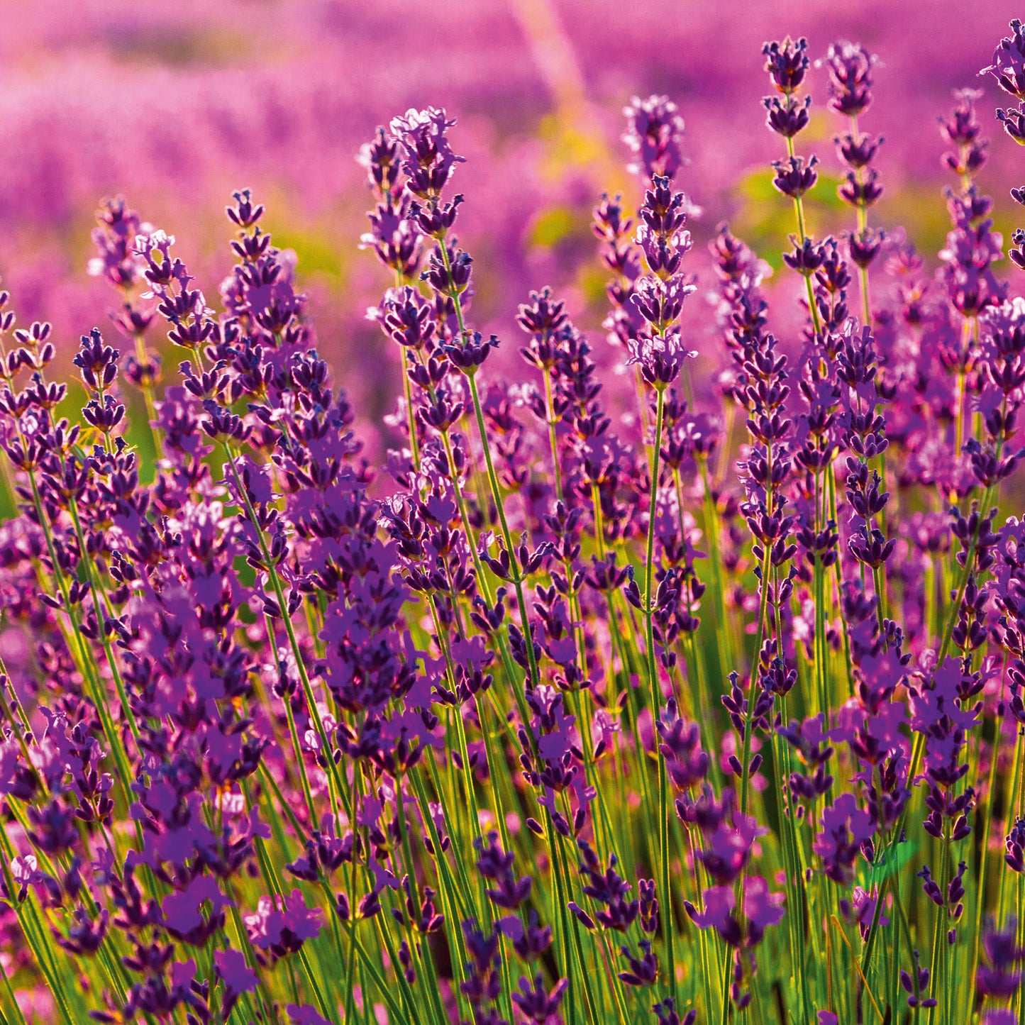 Poznámkový kalendár Provence 2026, 30 x 30 cm