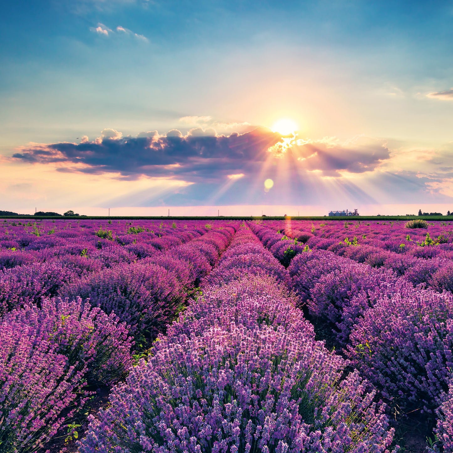 Poznámkový kalendár Provence 2026, 30 x 30 cm