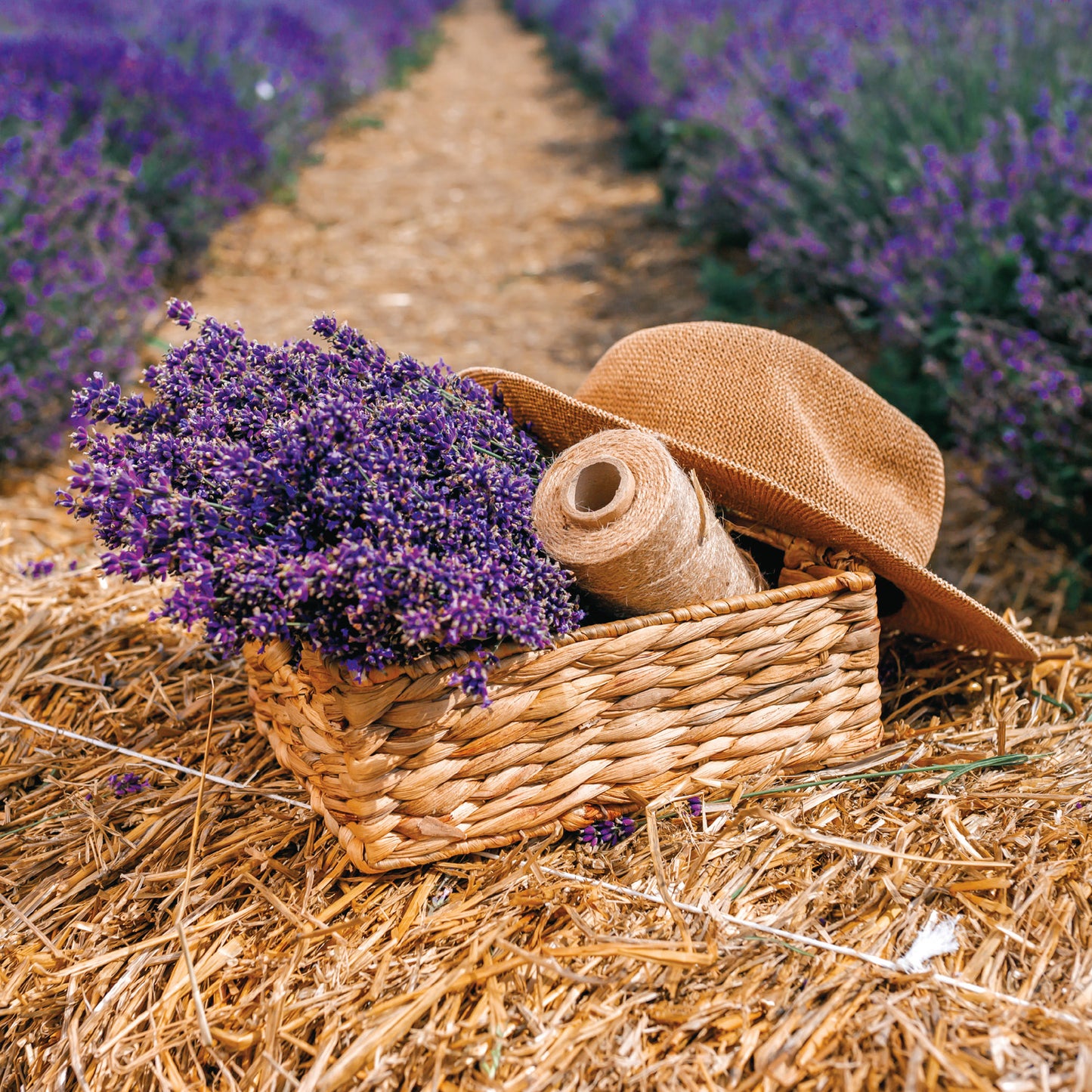 Poznámkový kalendár Provence 2026, 30 x 30 cm