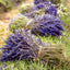 Poznámkový kalendár Provence 2027, 30 x 30 cm