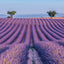 Poznámkový kalendár Provence 2027, 30 x 30 cm