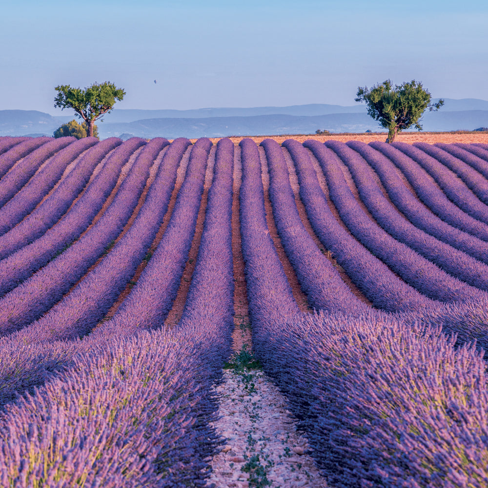 Poznámkový kalendár Provence 2027, 30 x 30 cm