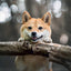 Poznámkový kalendár Happy Doge 2027, 30 x 30 cm