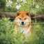 Poznámkový kalendár Happy Doge 2027, 30 x 30 cm
