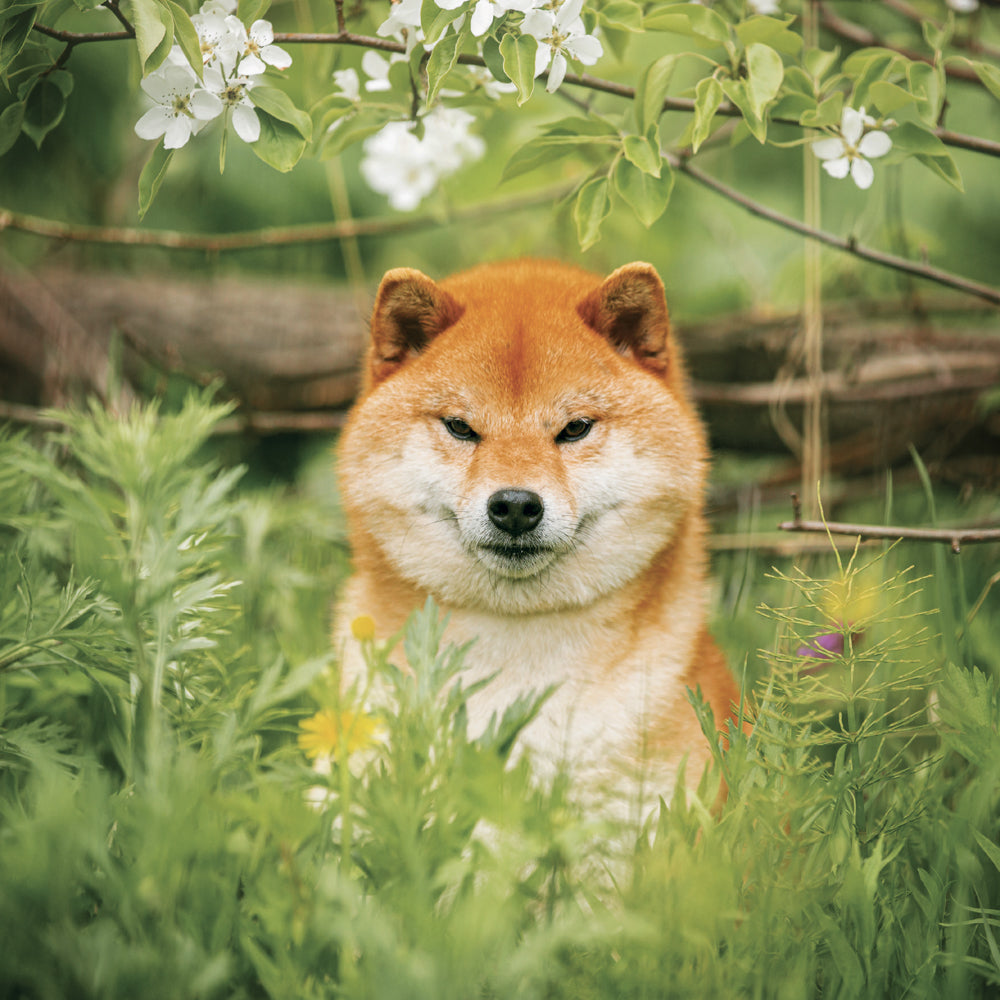 Poznámkový kalendár Happy Doge 2027, 30 x 30 cm