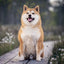 Poznámkový kalendár Happy Doge 2027, 30 x 30 cm