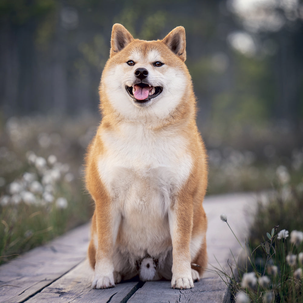 Poznámkový kalendár Happy Doge 2027, 30 x 30 cm