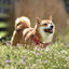 Poznámkový kalendár Happy Doge 2027, 30 x 30 cm