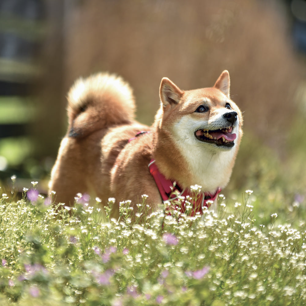 Poznámkový kalendár Happy Doge 2027, 30 x 30 cm