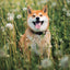 Poznámkový kalendár Happy Doge 2027, 30 x 30 cm