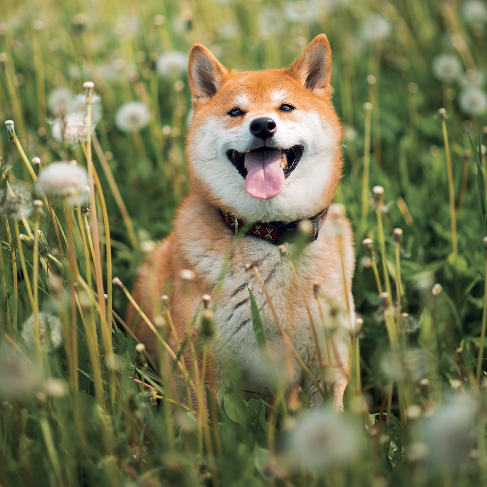 Poznámkový kalendár Happy Doge 2027, 30 x 30 cm