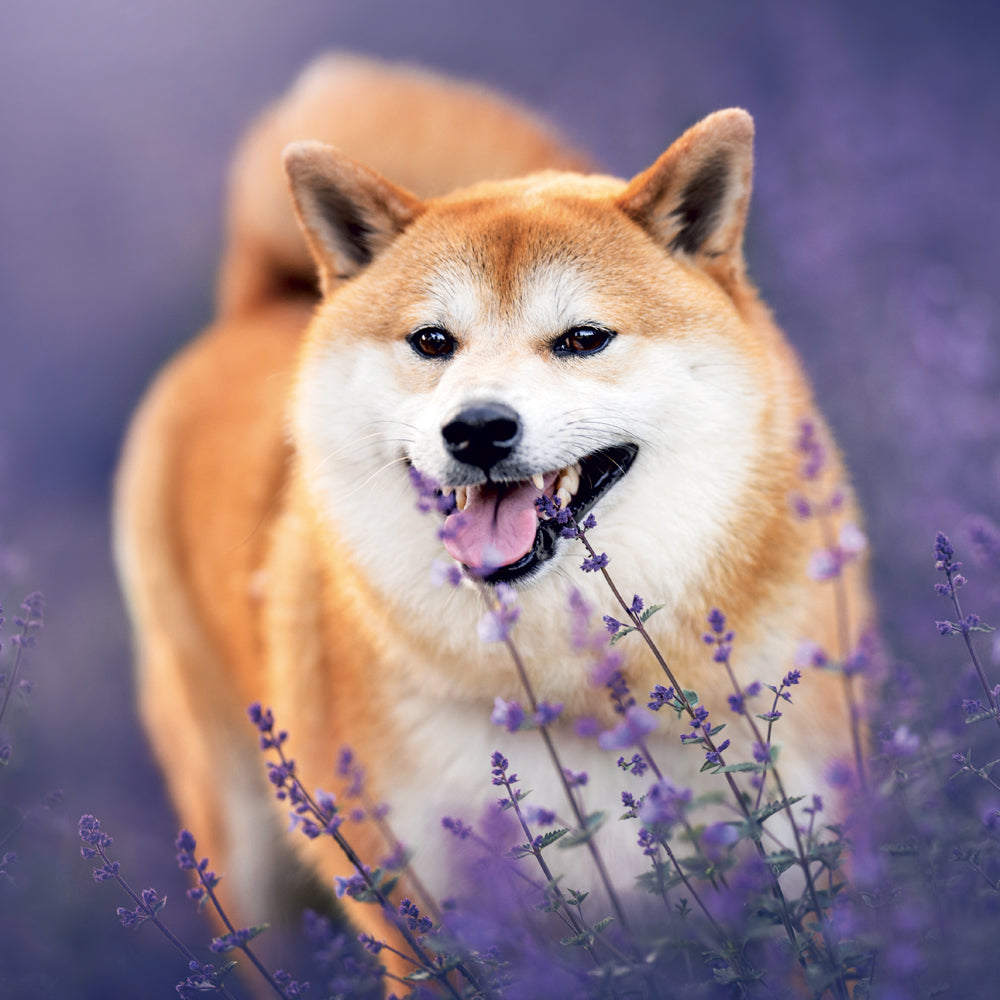 Poznámkový kalendár Happy Doge 2027, 30 x 30 cm