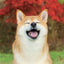 Poznámkový kalendár Happy Doge 2027, 30 x 30 cm