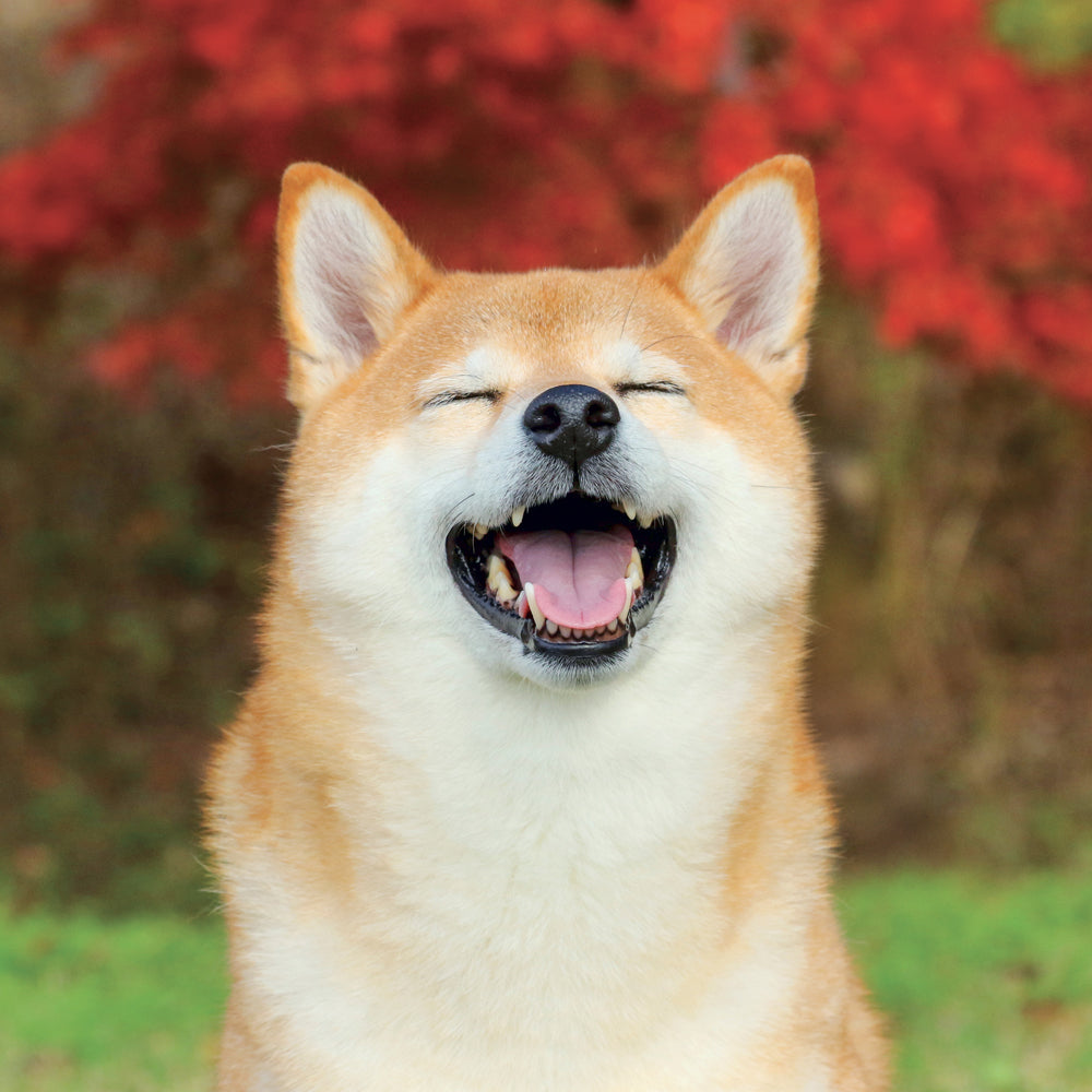 Poznámkový kalendár Happy Doge 2027, 30 x 30 cm