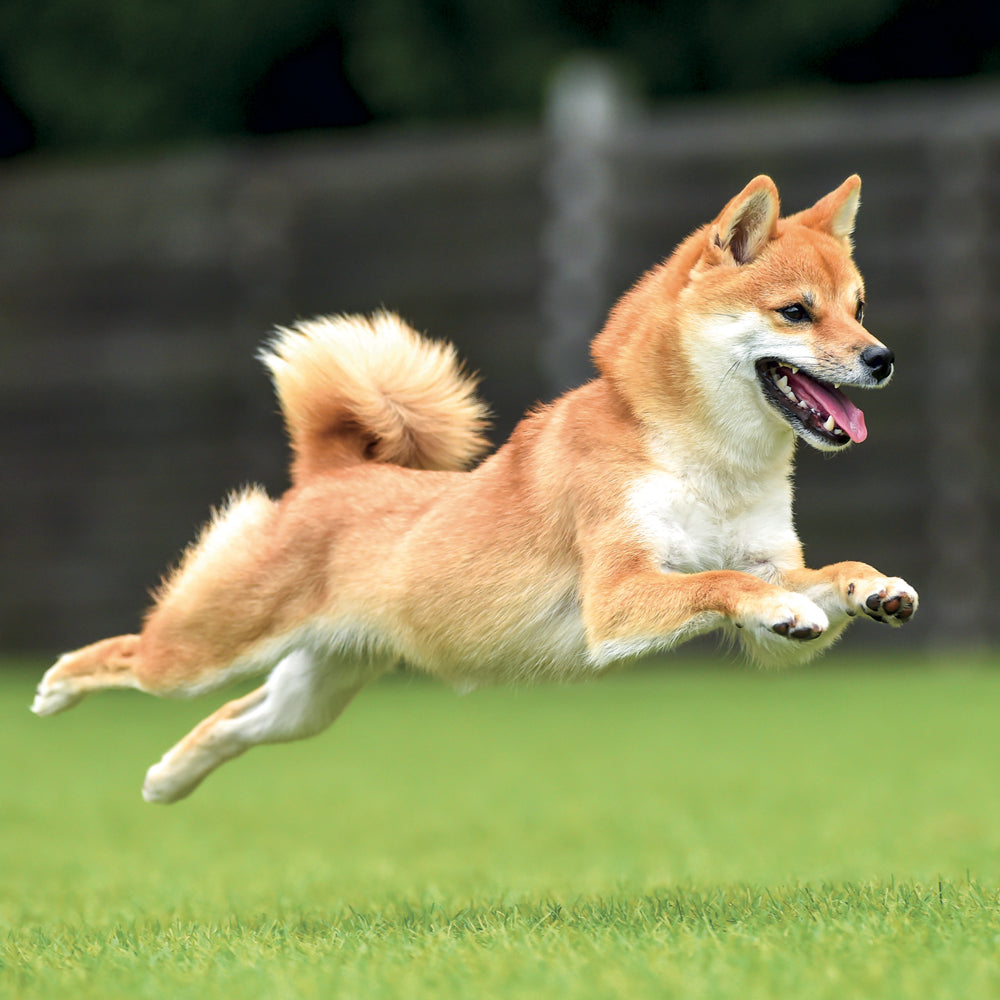 Poznámkový kalendár Happy Doge 2027, 30 x 30 cm