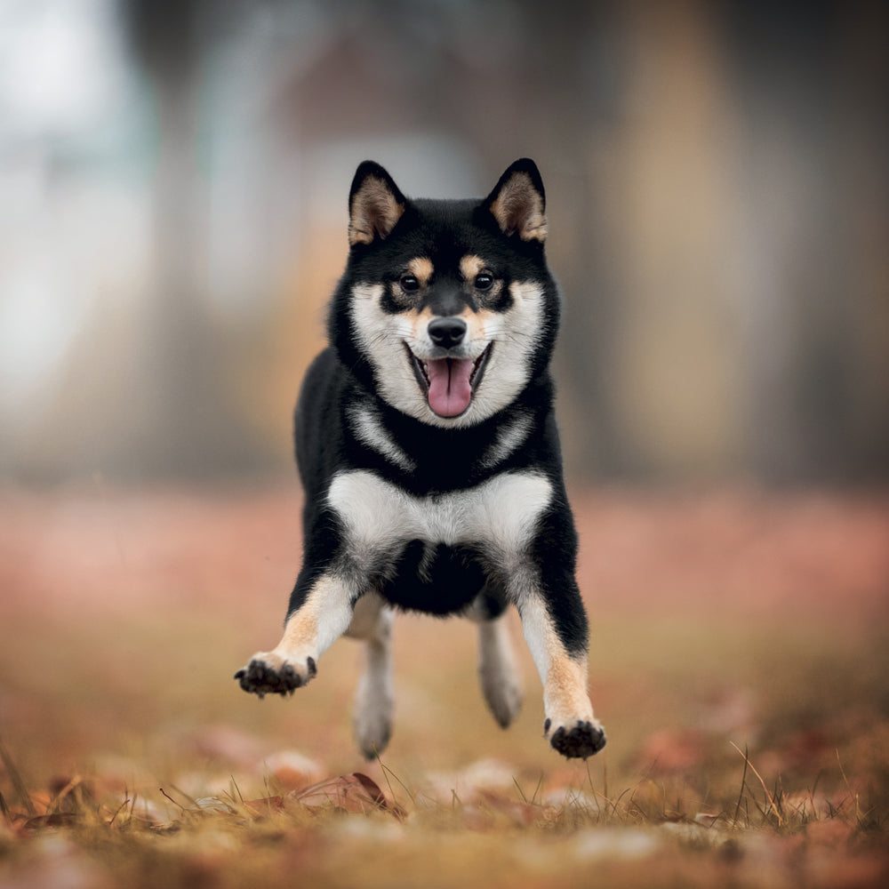 Poznámkový kalendár Happy Doge 2027, 30 x 30 cm