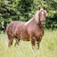 Poznámkový kalendár Kone – Christiane Slawik 2027, 30 x 30 cm